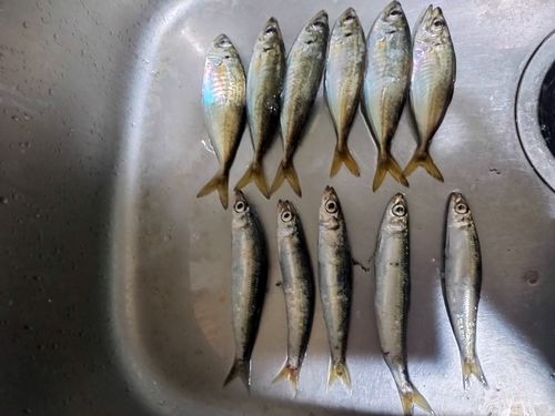 アジの釣果