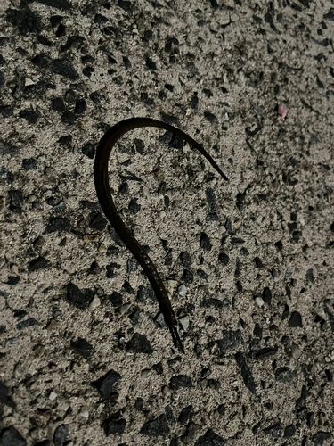 ヤガラの釣果