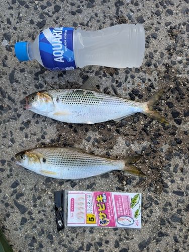 コノシロの釣果