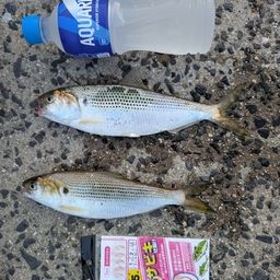 コノシロ