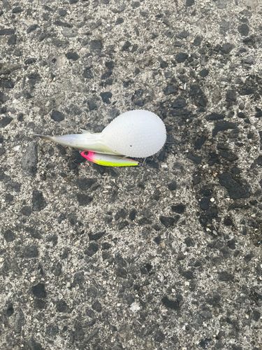 フグの釣果