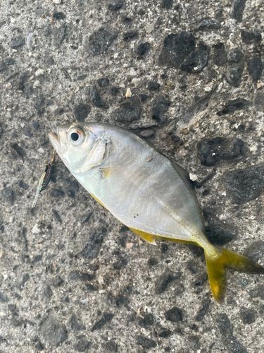 メッキの釣果