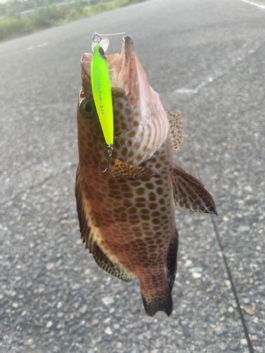 オオモンハタの釣果