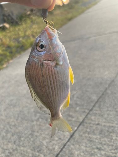 ヘダイの釣果