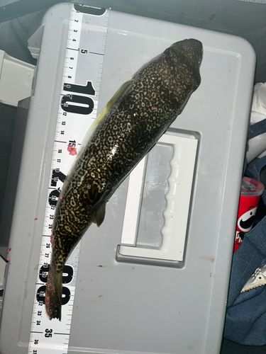 フグの釣果