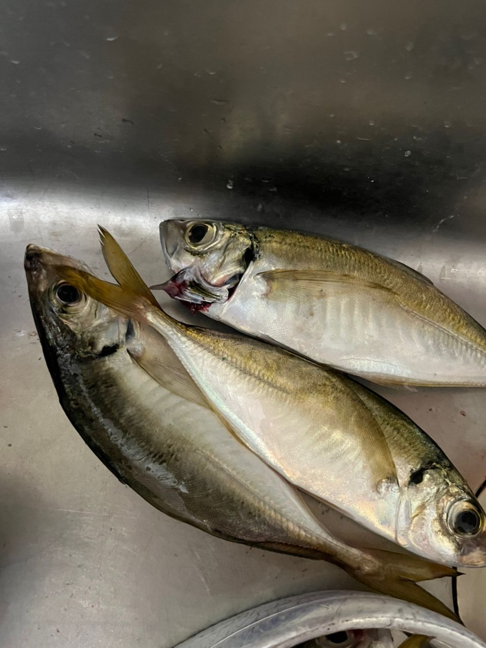 りなちゃんの釣り日記さんの釣果 1枚目の画像