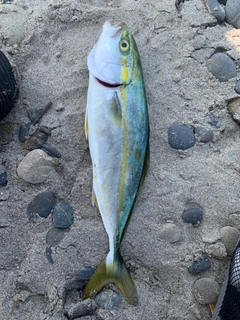 ワカシの釣果