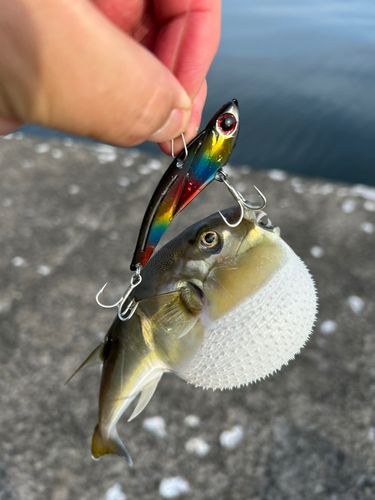 クサフグの釣果