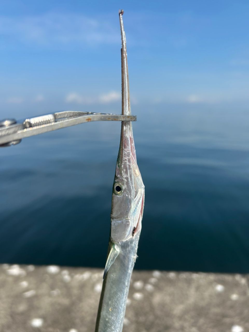 bob9さんの釣果 2枚目の画像