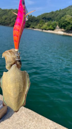 モンゴウイカの釣果