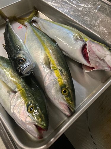 ワカシの釣果