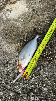 ショゴの釣果