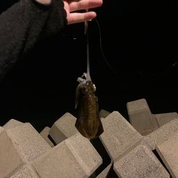 アオリイカ