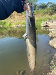 ナマズの釣果