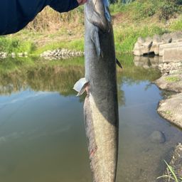 ナマズ