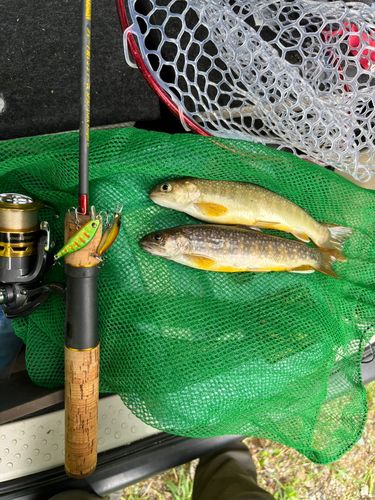 イワナの釣果