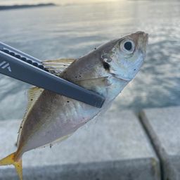 アジ