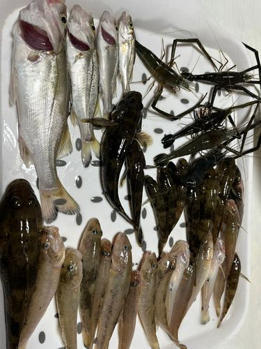 テナガエビの釣果