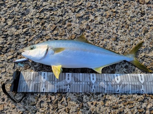 ヒラマサの釣果
