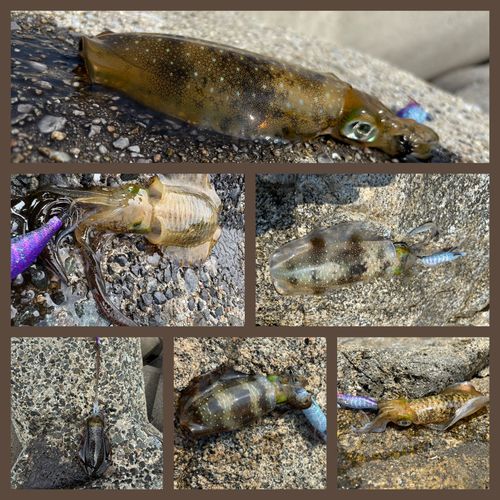 アオリイカの釣果