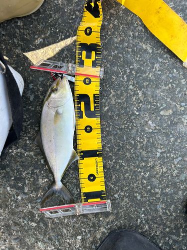 ショゴの釣果
