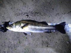 フッコ（マルスズキ）の釣果