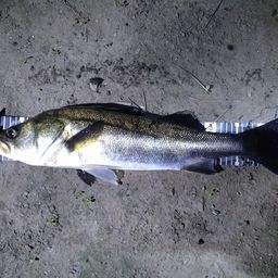 フッコ（マルスズキ）