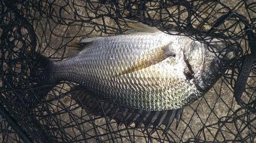 キビレの釣果