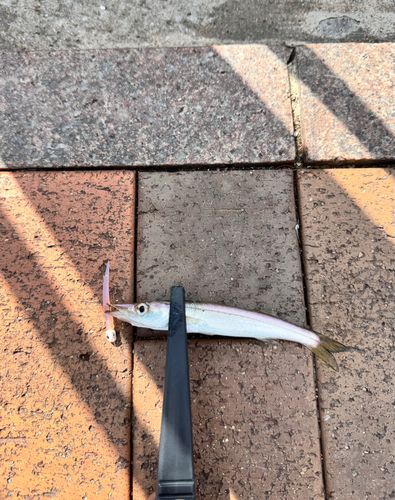 カマスの釣果