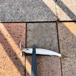 カマス