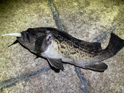 クロソイの釣果