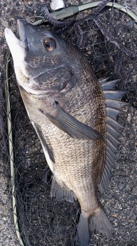 チヌの釣果