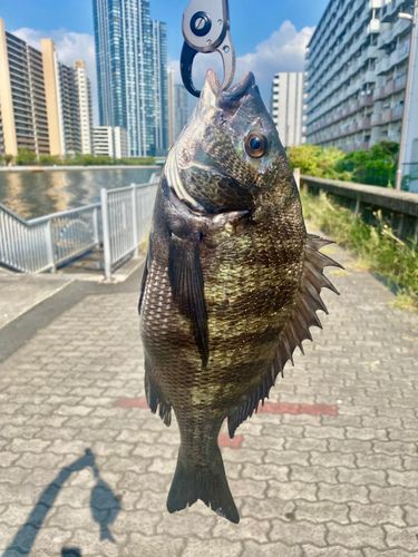 クロダイの釣果