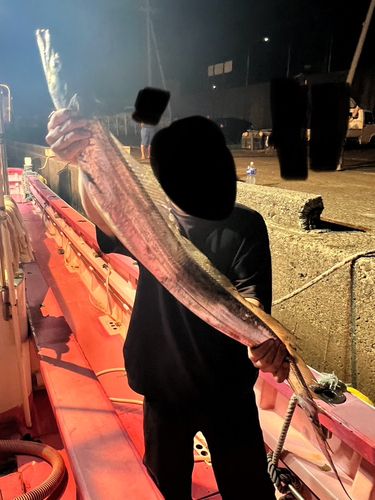 タチウオの釣果