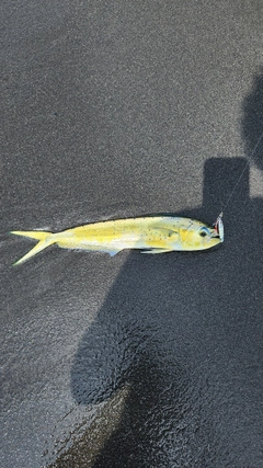 シイラの釣果