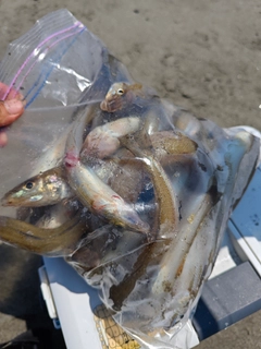 キスの釣果