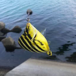 カゴカキダイ
