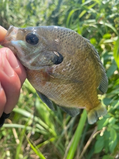 ブルーギルの釣果