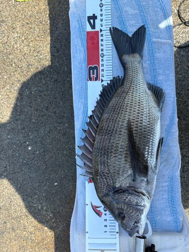 クロダイの釣果