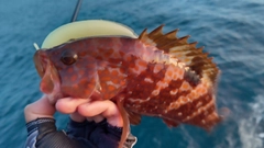 キジハタの釣果