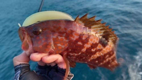 キジハタの釣果
