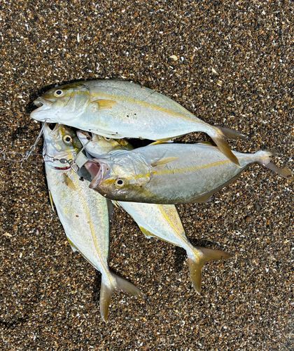 ショゴの釣果