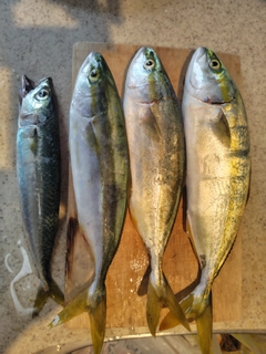 ワカシの釣果