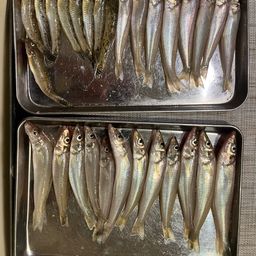 シロギス