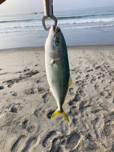 ワカシの釣果