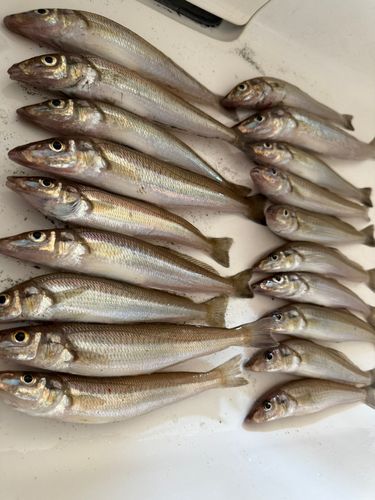 シロギスの釣果