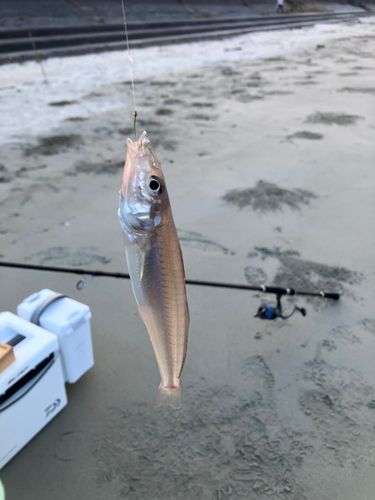 キスの釣果