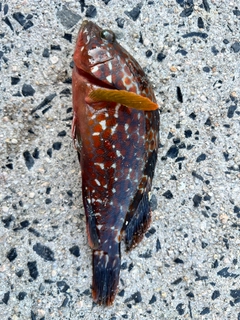 キジハタの釣果