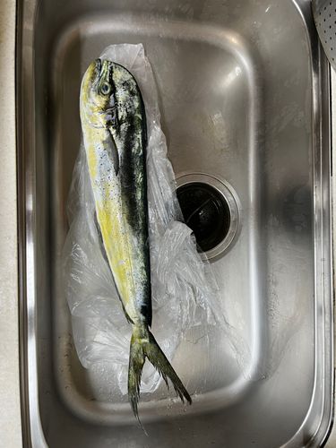 シイラの釣果