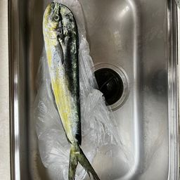 シイラ